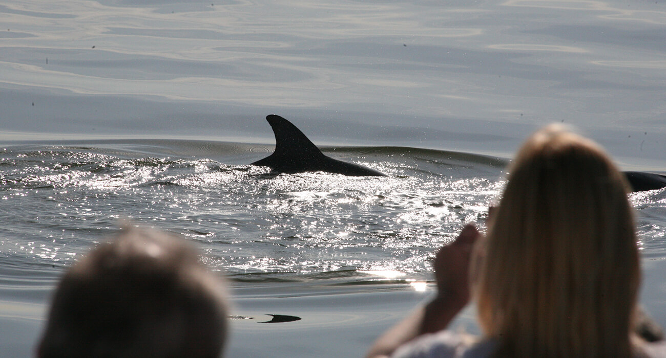 10 Best Dolphin Tours Tampa To Take In 2023 - A Backpacker's World