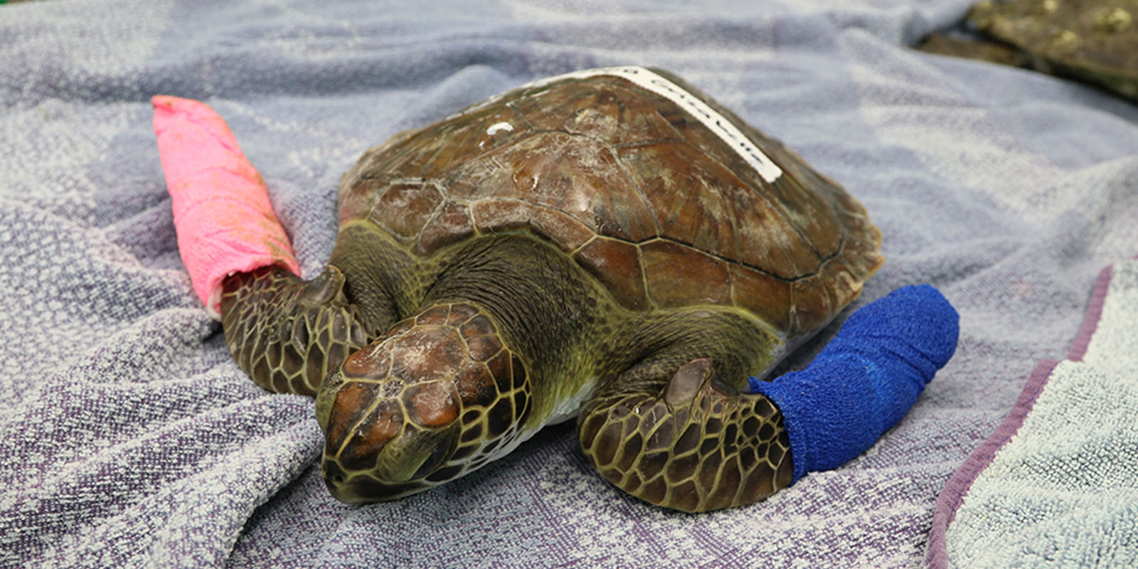 https://www.flaquarium.org/wp-content/uploads/2021/04/rehabbed_sea_turtle.jpg