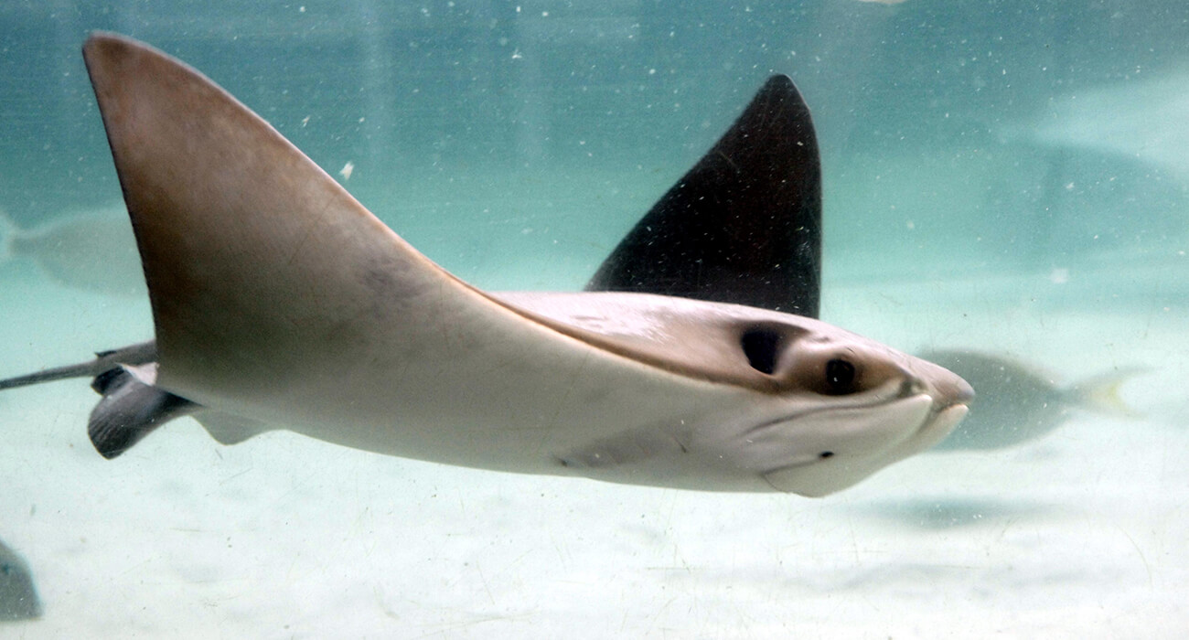 A cow nose stingray swims in tank over the outfield of Tropicana