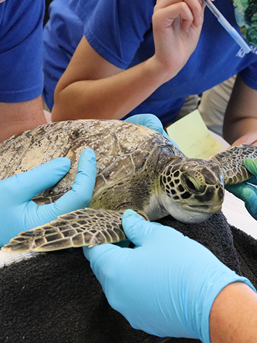 Sea Turtle Rehabilitation Internship - The Florida Aquarium