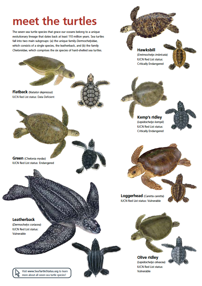 https://www.flaquarium.org/wp-content/uploads/2021/07/meet_the_turtles.png