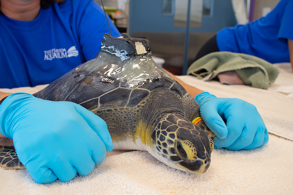 Sea Turtle Tracking - The Florida Aquarium