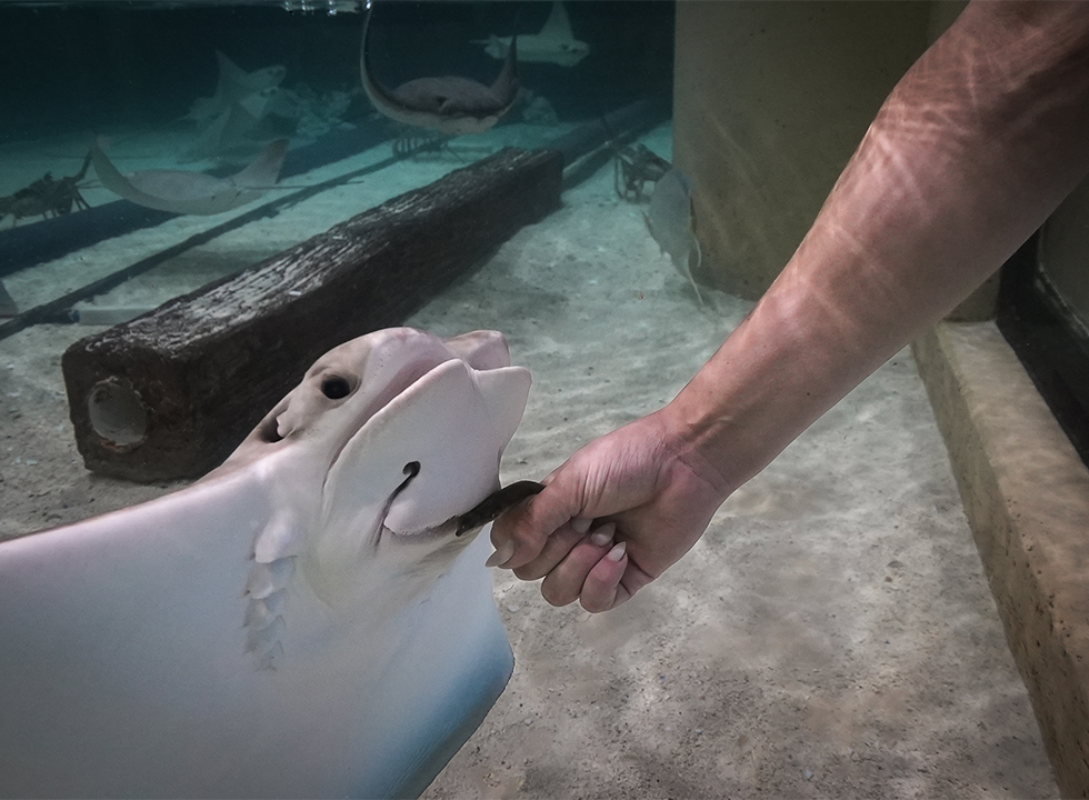 cownose stingray eating a fish from a woman's hand