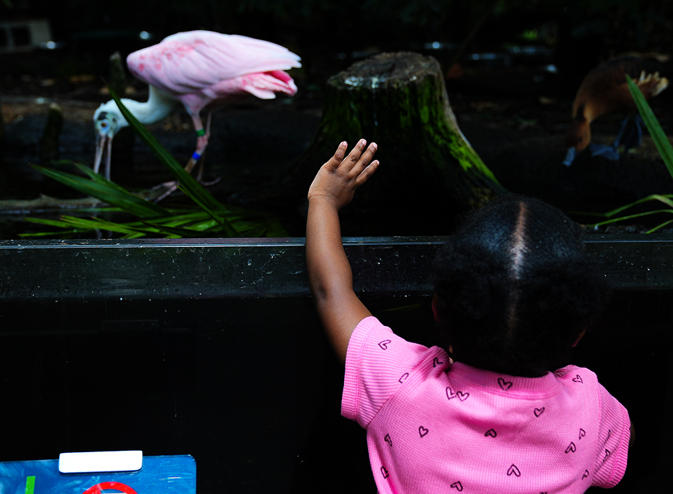 little girl in pink shirt with black hearts waving a spoonbill in the trees