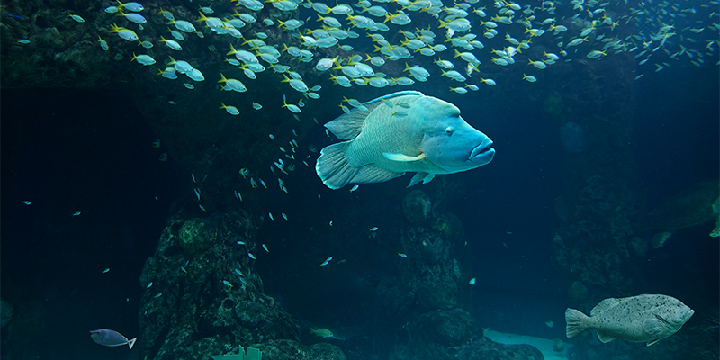 Maori Wrasse and Yellowtail Fusilier