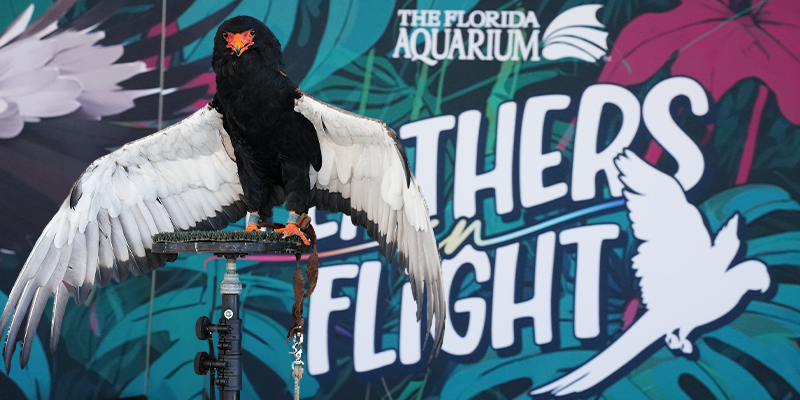 Sheba Bateleur Eagle in front of backdrop with palm fronds which says The Florida Aquarium Feathers in Flight