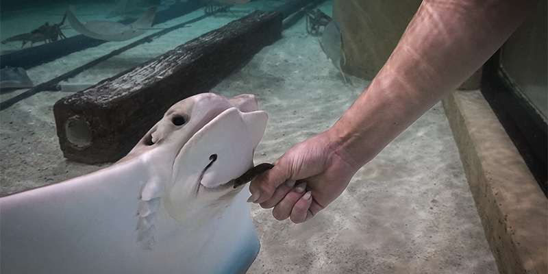 cownose stingray eating a fish from a woman's hand