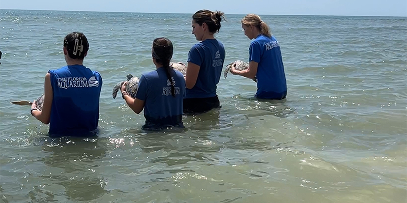 Four female employees from The Florida Aquarium standing in the Atlantic ocean holding green sea turtles to release after successful rehab