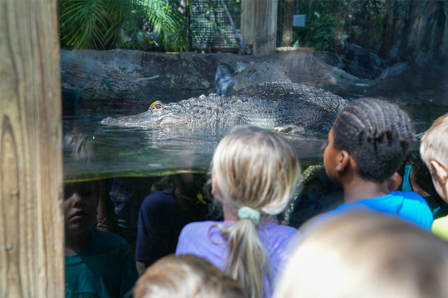 school kids looking at alligator