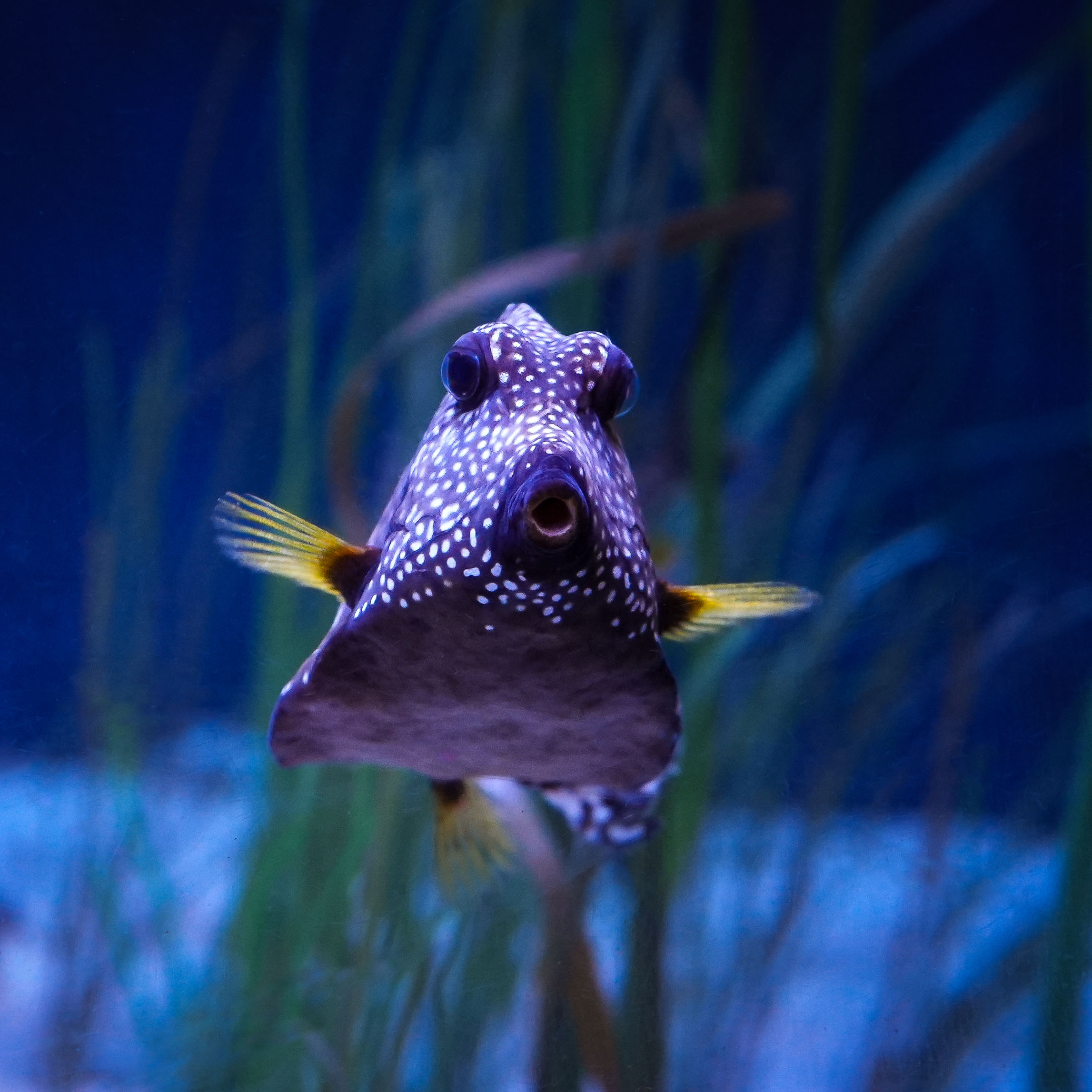 spotted trunkfish