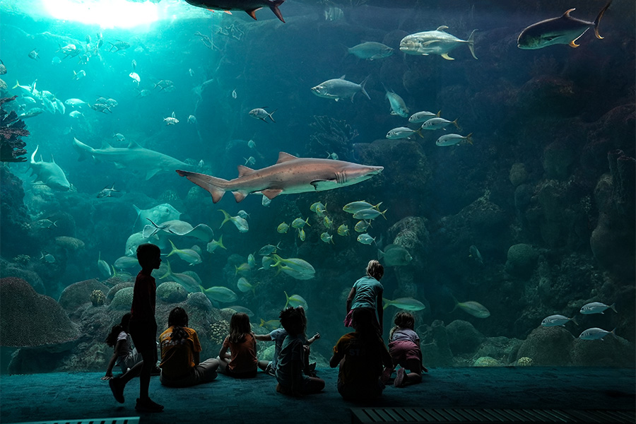 group of young kids watching a shark and fish swim by