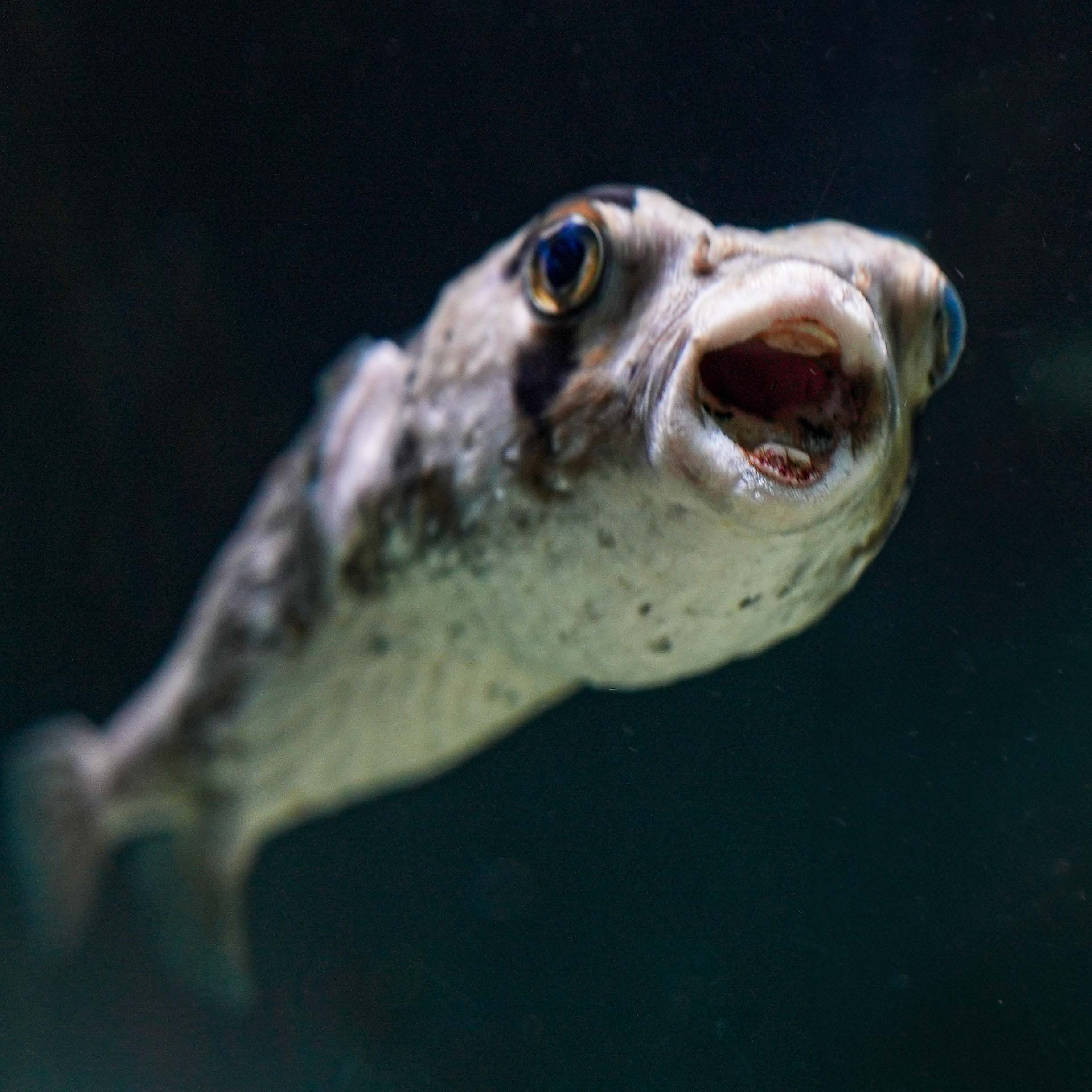 long-spine pufferfish