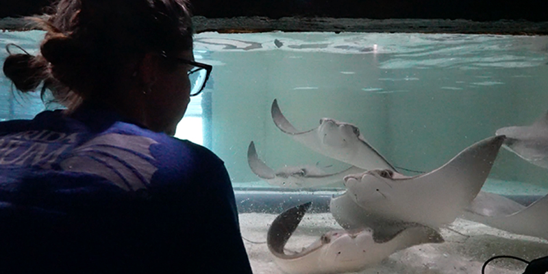 female biologist watching cownose rays swimming