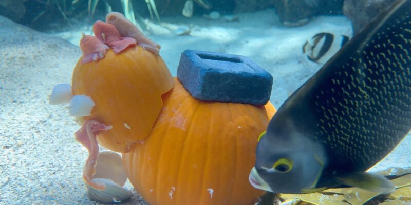 French angelfish thanksgiving pumpkin feast at The FL Aquarium