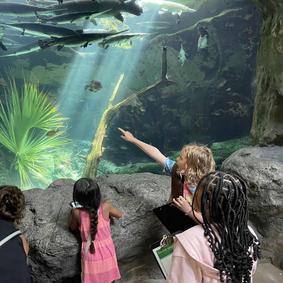 brownie troop looking at fish at The Florida Aquarium with one girl pointing out something to the others