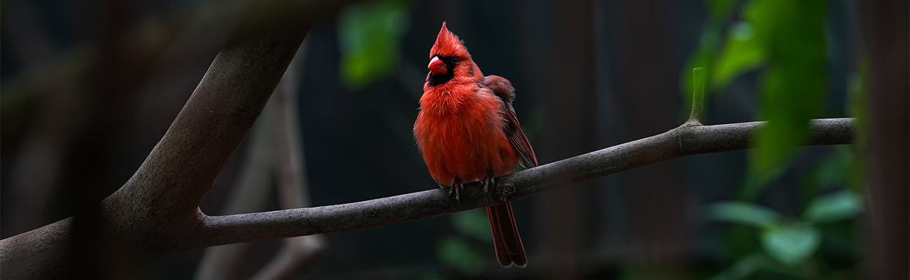 cardinal in the trees in the Wetlands free flying aviary at The Florida Aquarium