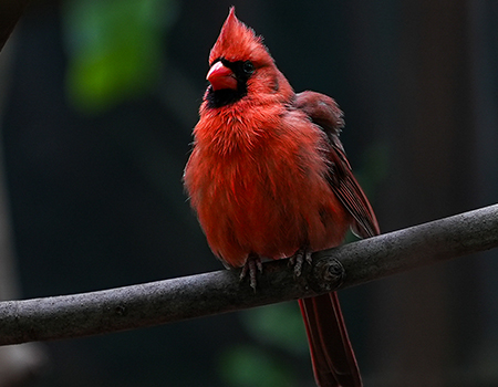 cardinal in the trees in the Wetlands free flying aviary at The Florida Aquarium