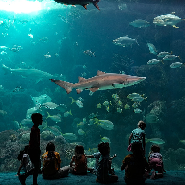 kids at pan window at The Florida Aquarium