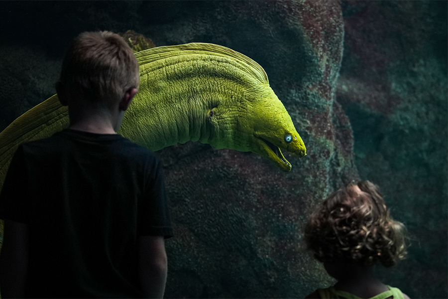 two boys watching a moray eel swimming at the florida aquarium