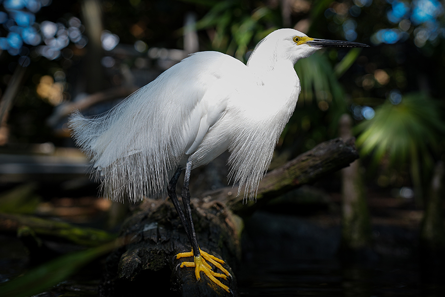 Snowy Egret on branch at The Florida Aquarium