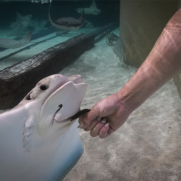 cownose stingray eating a fish from a woman's hand