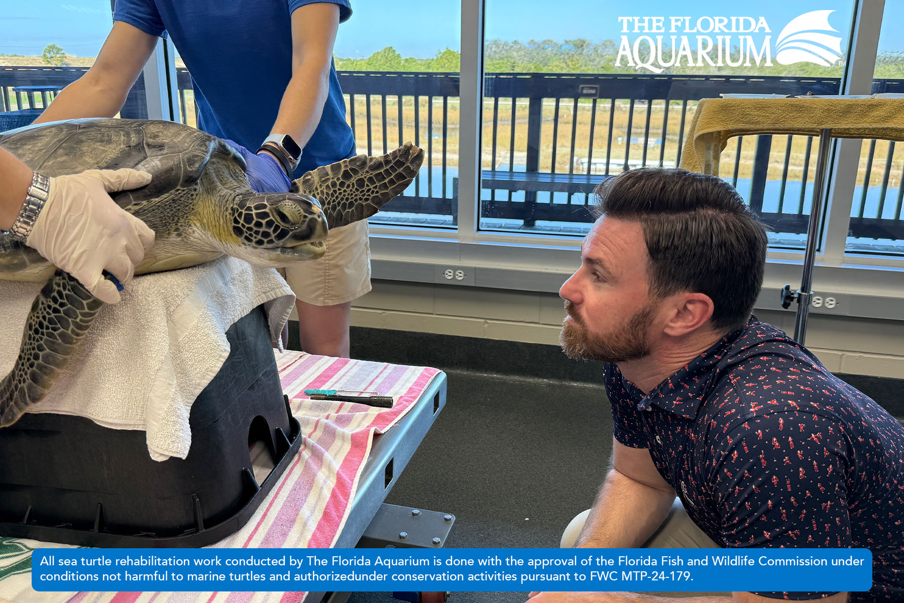 Ed Buckley looks at Buckley the green sea turtle at The Florida Aquarium's Sea Turtle Rehabilitation Center in Apollo Beach, FL