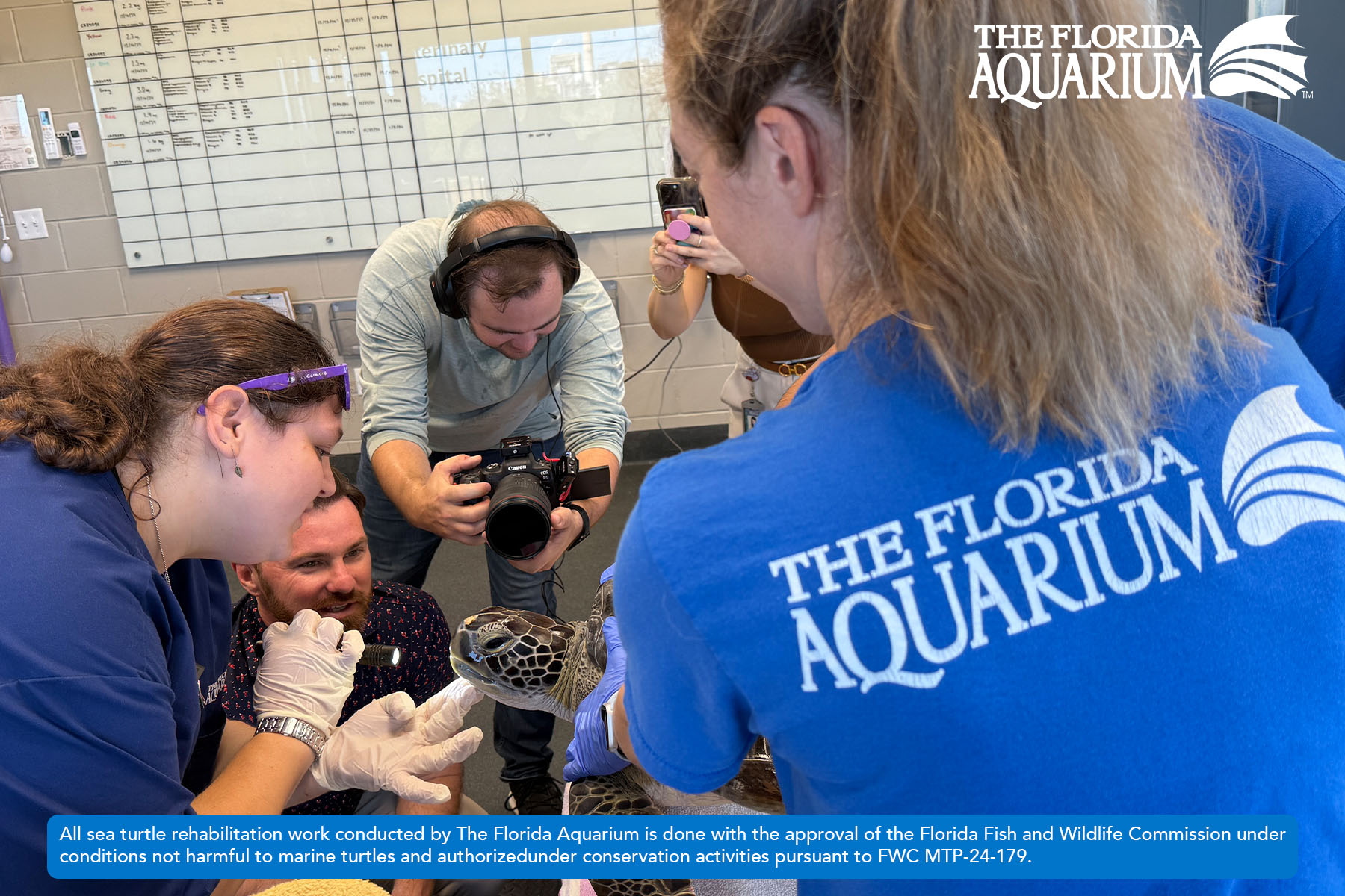 Dr. Lindsey Waxman giving Buckley a rescued green sea turtle an exam at The Florida Aquarium's Sea Turtle Rehabilitation Center in Apollo Beach, FL