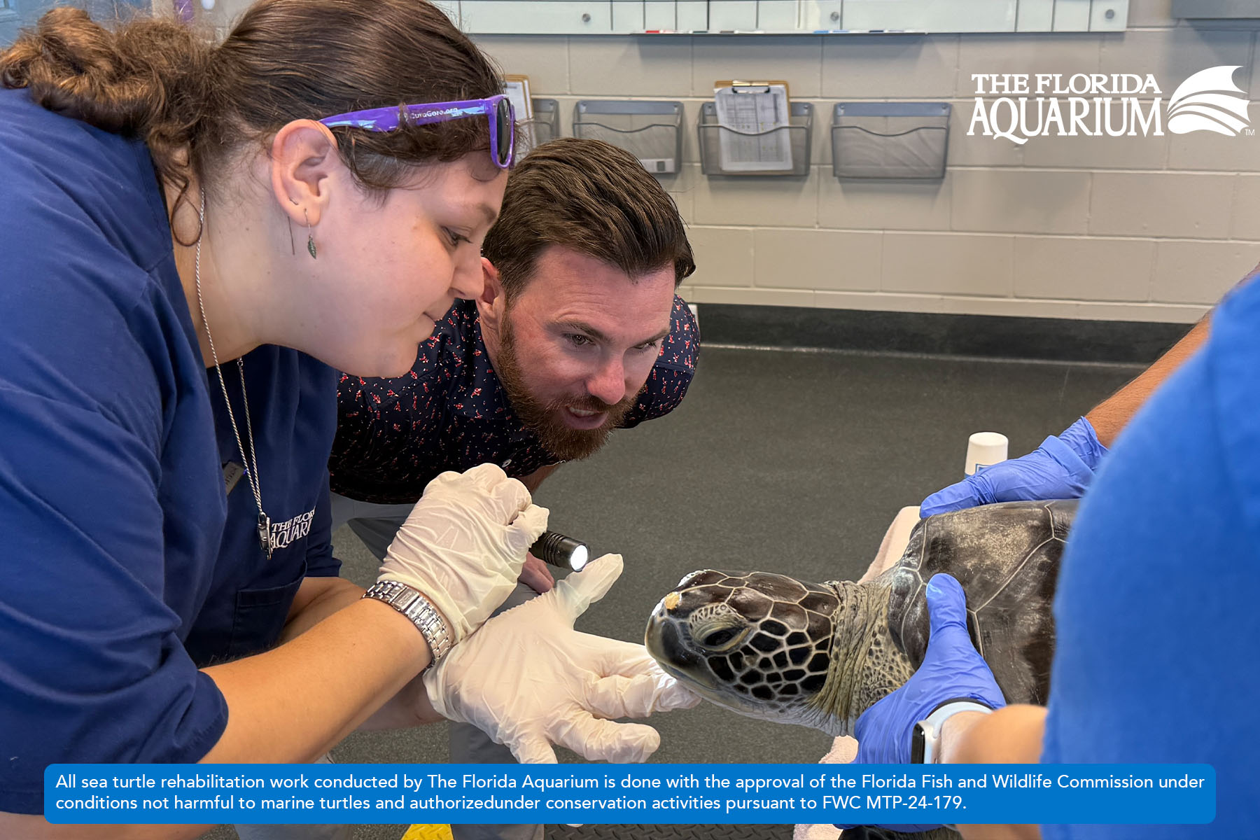 Dr. Lindsey Waxman giving Buckley a rescued green sea turtle an exam while Ed Buckley observes at The Florida Aquarium's Sea Turtle Rehabilitation Center in Apollo Beach, FL