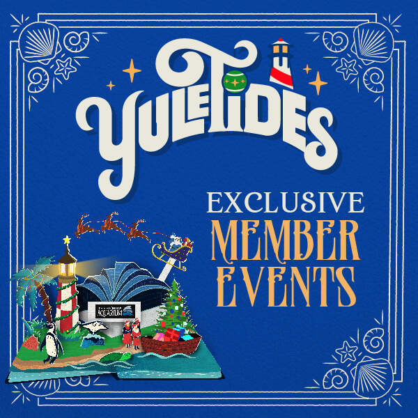 The Florida Aquarium YuleTides Exclusive Member Events