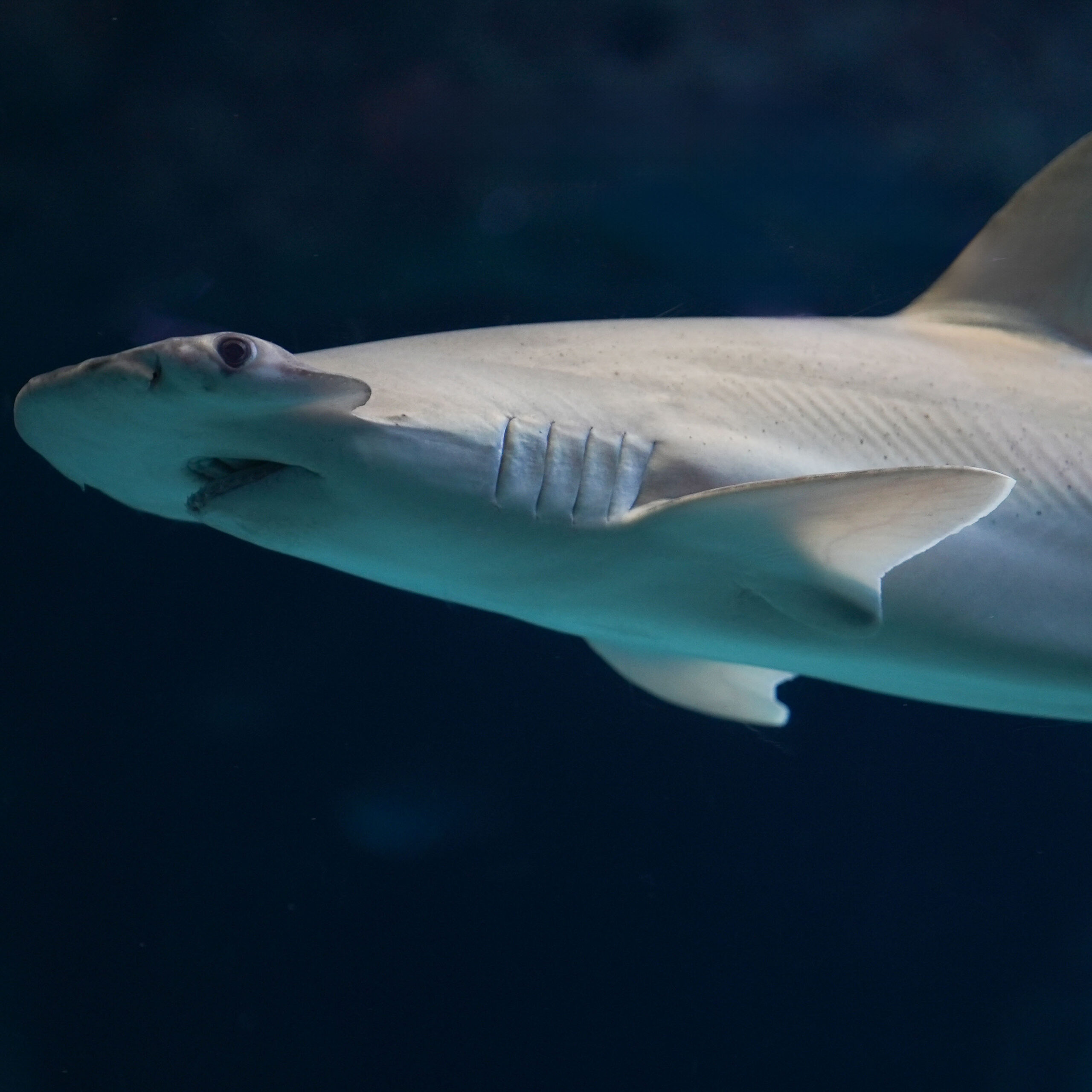 bonnethead shark swimming at The Florida Aquarium