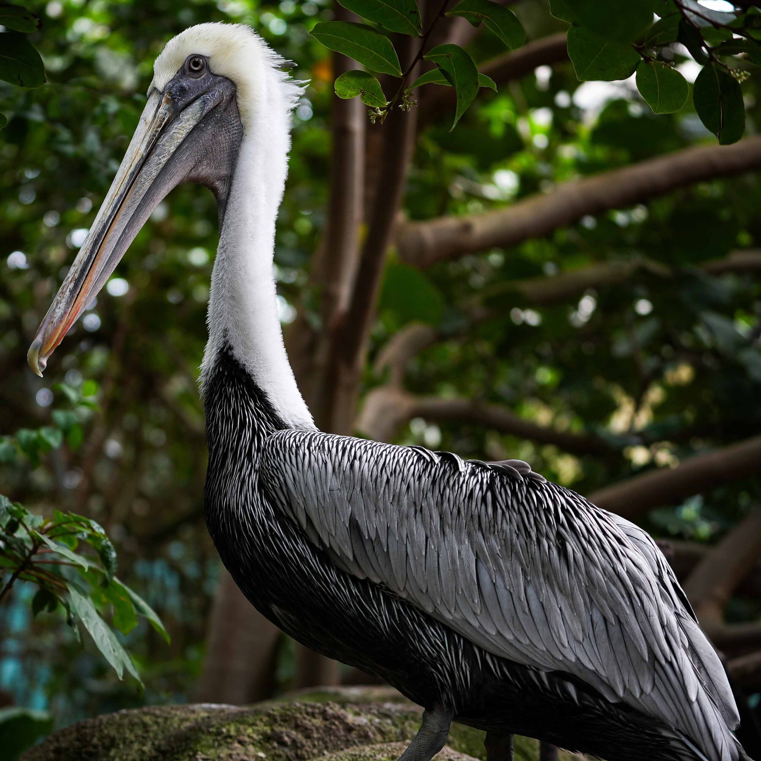 Brown pelican at The Florida Aquarium