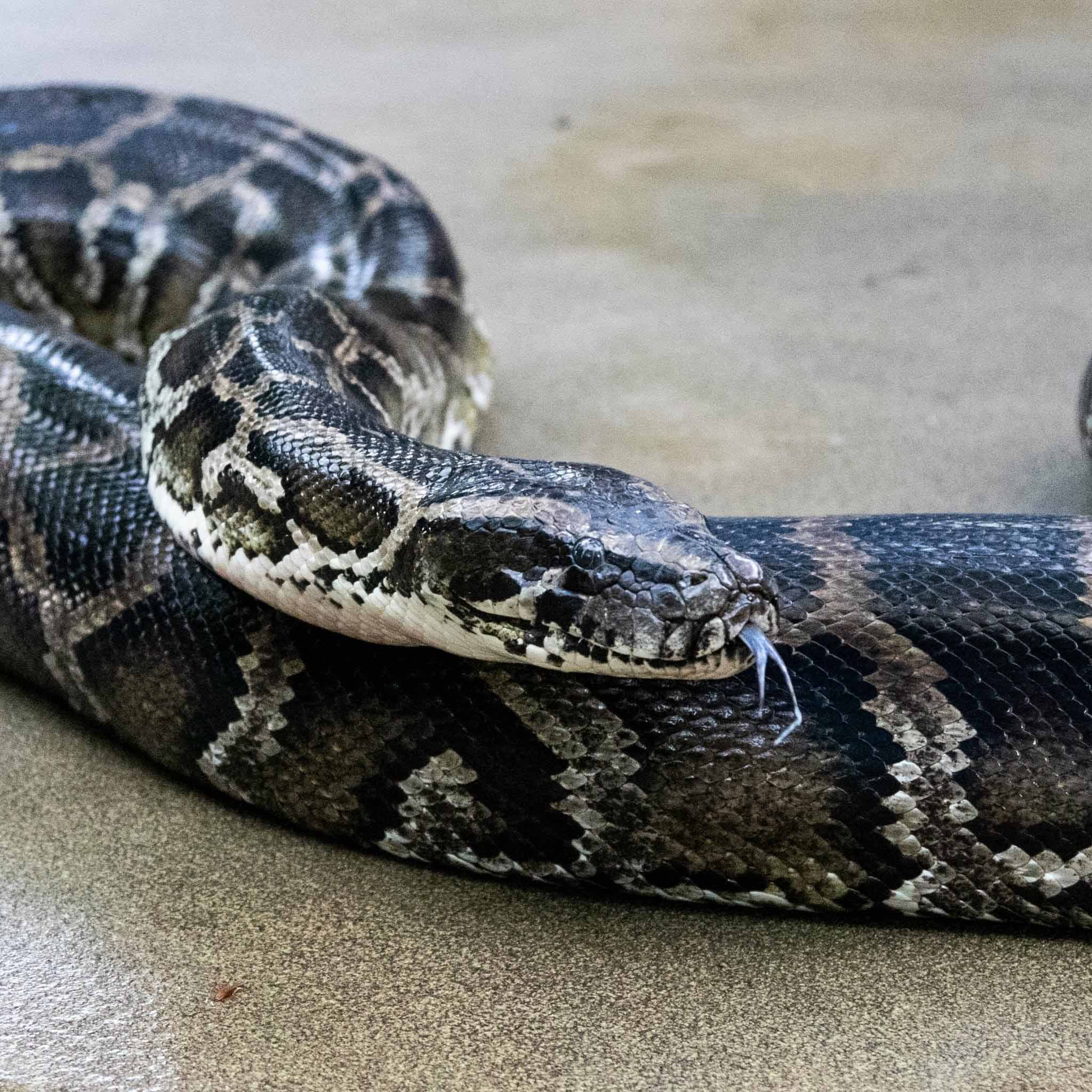 Burmese Python at The Florida Aquarium