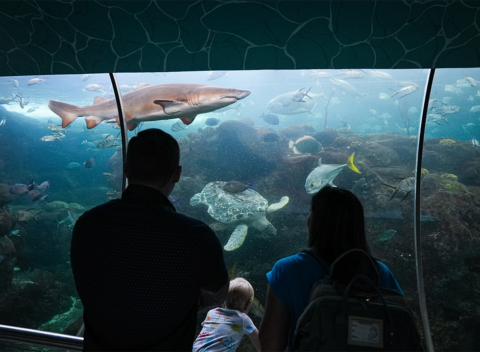 dad, little boy, and mom looking at shark and sea turtle at The Florida Aquarium