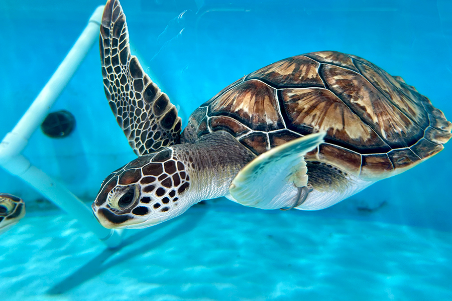 rehabilitated green sea turtle swimming at The Florida Aquarium Apollo Beach campus