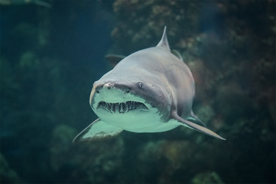 sand tiger shark swimming at The Florida Aquarium