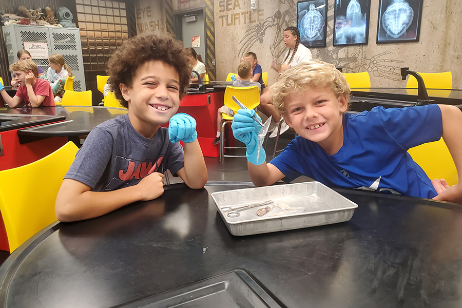 two boys in learning lab dissecting a squid at The Florida Aquarium