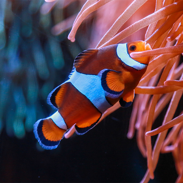 clownfish facing anemone at The Florida Aquarium