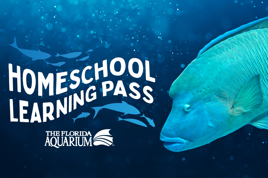 Homeschool Learning Pass at The Florida Aquarium featuring a Maori Wrasse