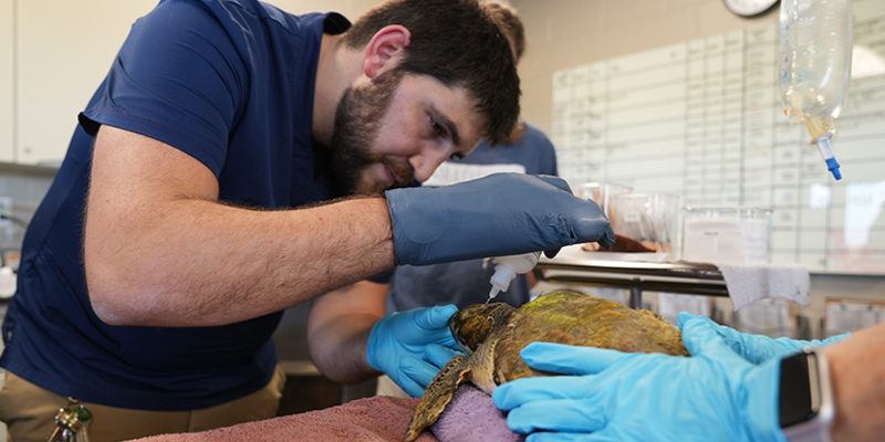 Staff Vet treating rescued turtled at The Florida Aquarium's Sea Turtle Rehabilitation Center in Apollo Beach Florida