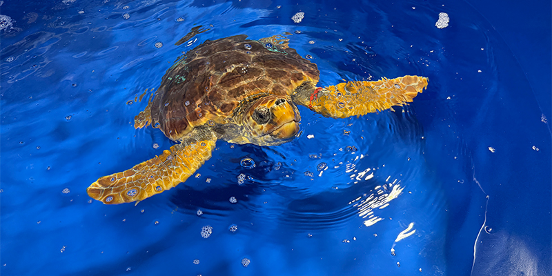 Loggerhead sea turtle swiming in MASH Unit at The Florida Aquarium Sea Turtle Rehabilitation Center in Apollo Beach, Florida