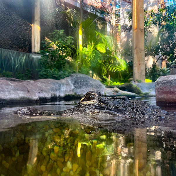 American alligator in the water at The Florida Aquarium