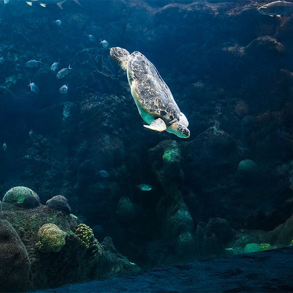 green_sea_turtle_swimming_in_pan_window_at_The_Florida_Aquarium