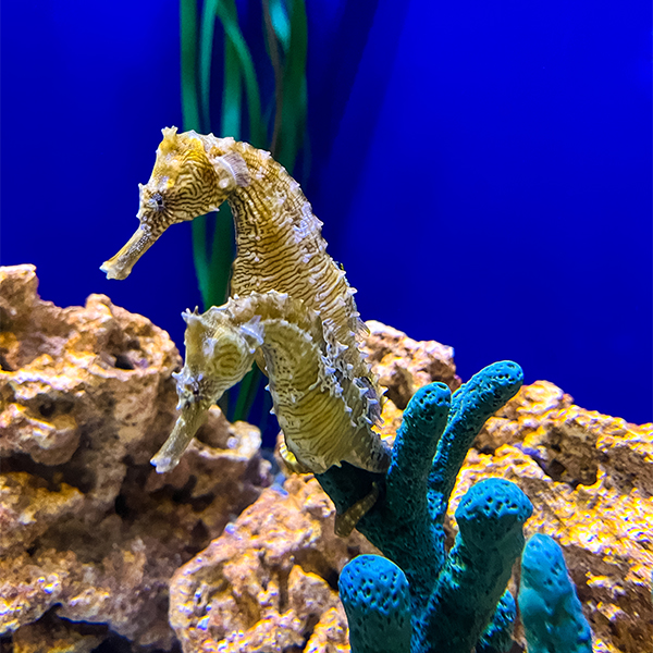 lined seahorses with tails wrapped on coral at The Florida Aquarium