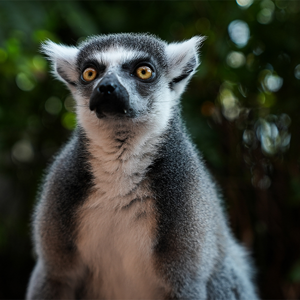 ring_tailed_lemur_looking_straight_ahead_at The Florida Aquarium