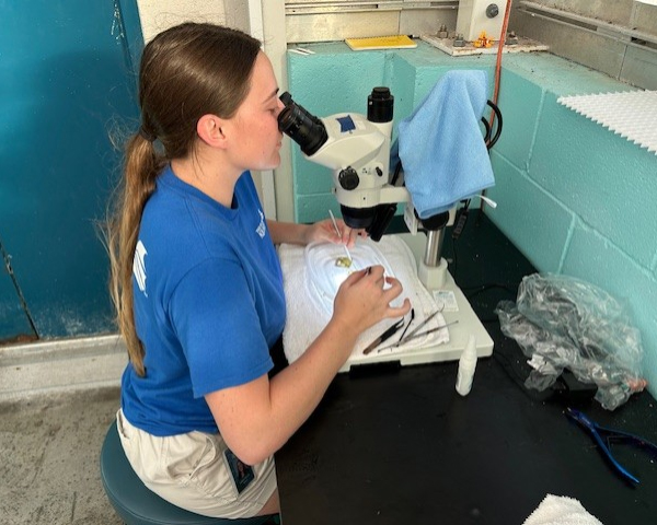 Female intern working in Coral Husbandry at the Florida Aquarium