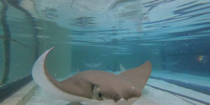 Dominica the Cownose Stingray swimming at the Florida Aquarium