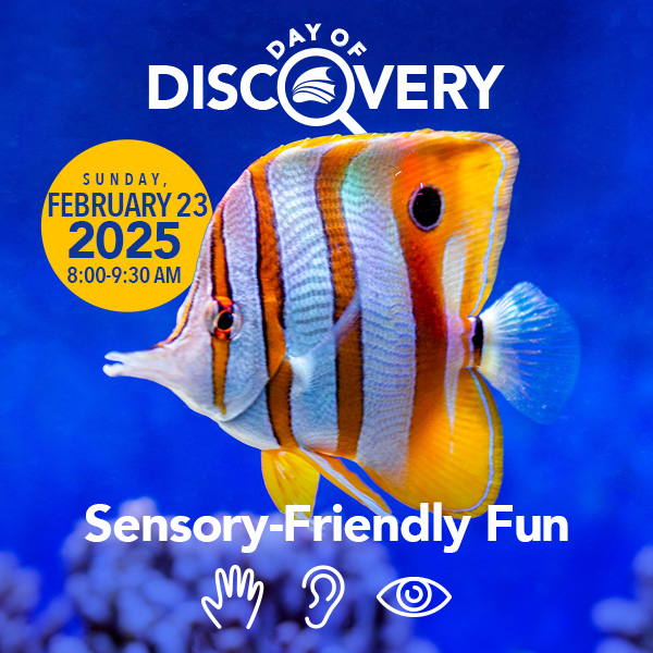 The Florida Aquarium Day of Discovery Sensory-Friendly Fun February 23 2025 8:00-9:30 AM