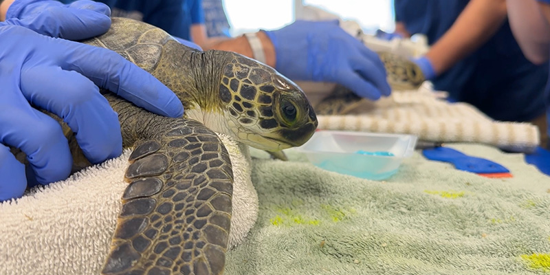 Sea turtle at the Sea Turtle Rehabilitation Center at the Florida Aquarium.