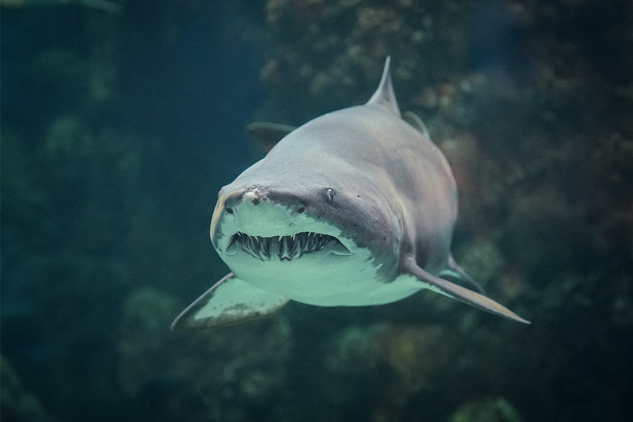 Sand Tiger Shark 900x600