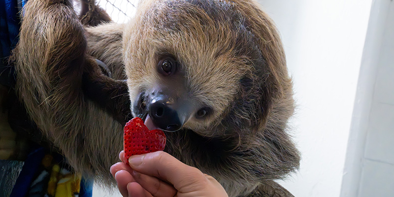 Sloth eating heart shaped strawberry at the Florida Aquarium